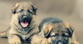 Expanding Your Pack: Things To Consider When Getting a Dog